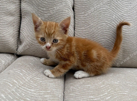 TOBY / White kittens looking for lovely homes