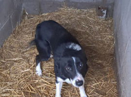 Adult Dog for sale