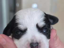 Lovely little girl looking for a lovely home