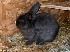 Female lop cross very friendly:)