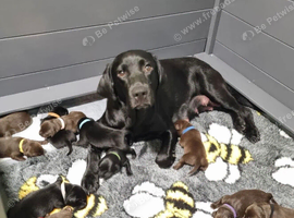 Puppy&rsquo;s labradors