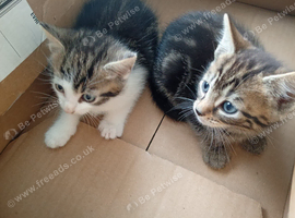 Kittens ready to leave now!!