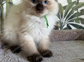 SEAL POINT RAGDOLL KITTENS