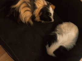 Two guinea pigs