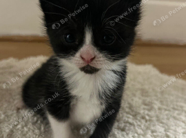 Hello everyone I&rsquo;m having lovely cats Persia puppies 4 weeks old 3 boys and 2 girls the wery  friendly the like  to playing with kids