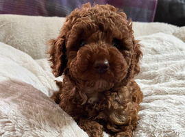 Cavapoochon puppies