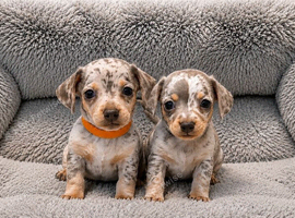 Chiweenie pups chihuahua cross dachshund