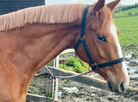 15.2 chestnut thoroughbred mare