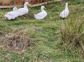 Ducks