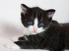mixed breed Kittens ready now