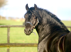 Registered 3 Year Old Colt