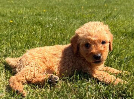 READY TO LEAVE NOW MINIATURE LABRADOODLE PUPPIES