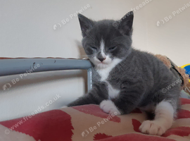 Kitten