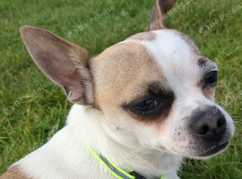 Chihuahua