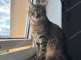 Rehoming Cat