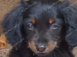 Tittle:Gorgeous mini Dachshund