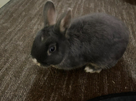 Maxy