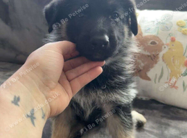 German Shepherd.