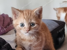 Mixed breed kittens
