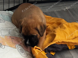 Champion breed boxer puppies