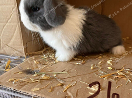 Mini lop pure bred blue and white