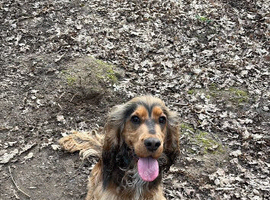 2 year old show cocker male
