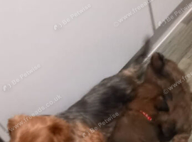 Imperial shih tzu x Yorkshire terrier puppys