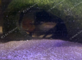 2 electric catfish