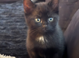 3 black kittens