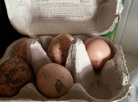Millefleur Pekin bantam hatching eggs