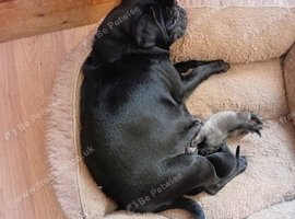 The 2 pugs