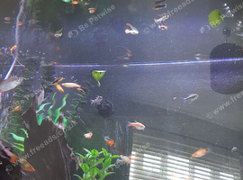 Guppies and platies