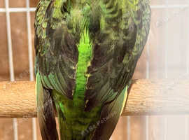 Budgies