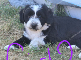 Tibetan Terrier puppies READY NOW