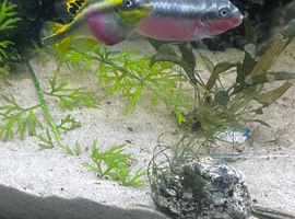 Cribensis