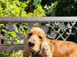 ADULT COCKER SPANIEL