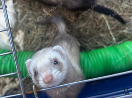 Female ferret