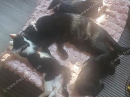 Kittens looking for new home