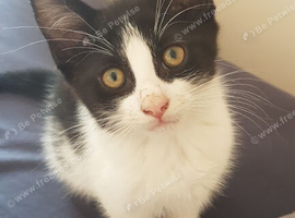 Adorable 3-Month-Old Baby Boy Kitten Looking for Love.