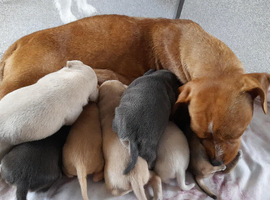 Frenchie cross Jack Russell pups for sale