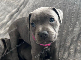 Blue staffordshire bull terrier puppies