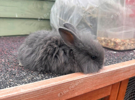 Dwarf & lionhead mix