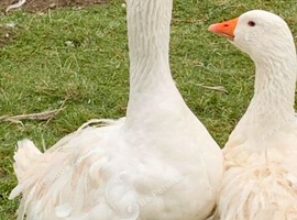 Breeding pair Sebastopol American buff