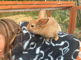 Mini lion lop baby boy