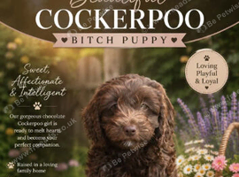 F1 toy cockerpoo
