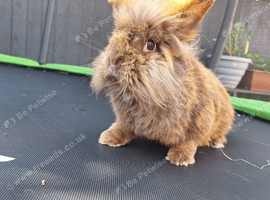 Lionheads and mini lop rabbits