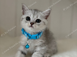 Stunning Kittens GCCF