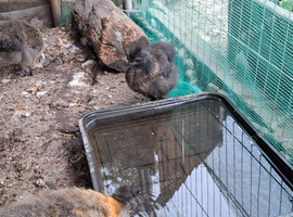 Mixed colours Silkie chicks