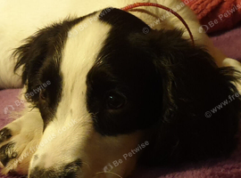 5 year old female English Springer spaniel