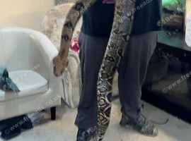 10 ft boa constrictor